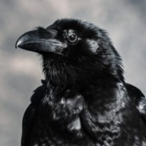 Profile photo of Edgar Allen Poe